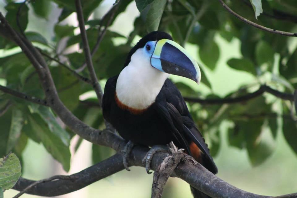Jacamar Lodge Expeditions Iquitos Exterior photo